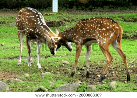 two deer figth to maintain the territory