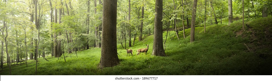 Two deer in the forest.