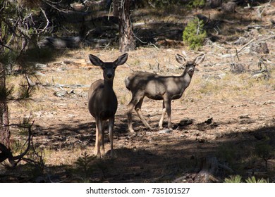 Two deer in the forest