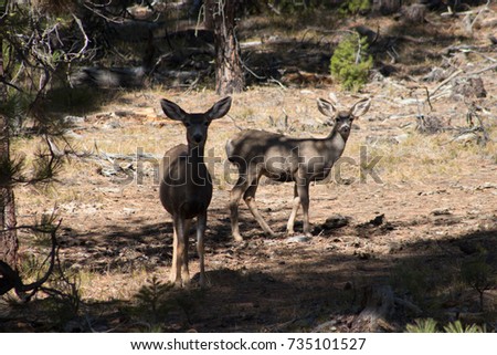 Two deer in the forest