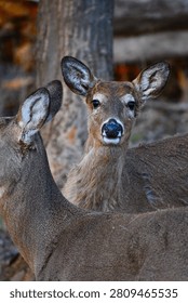 Two deer in a forest setting, one looking directly at the camera, showcasing their natural habitat and alertness.
