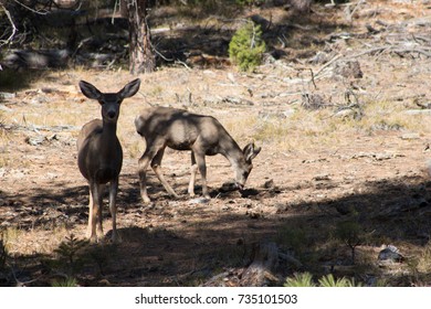Two deer grazing 
