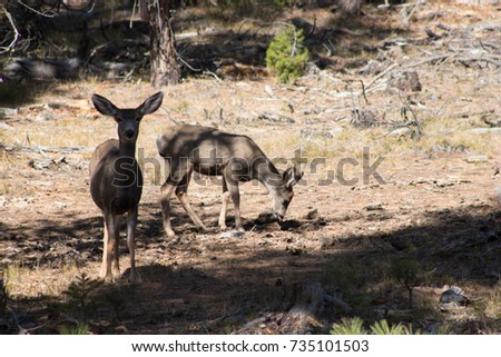 Two deer grazing 