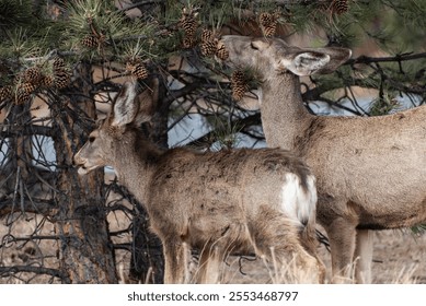 Two deer grazing on pine needles and cones from a tree branch - Powered by Shutterstock