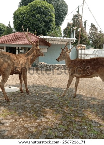 two deer in the house