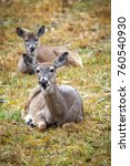 Two deer laying down in grass on the east side of Coeur d