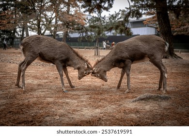 Two  deer are locking antlers  fighting  nara park, japan - Powered by Shutterstock