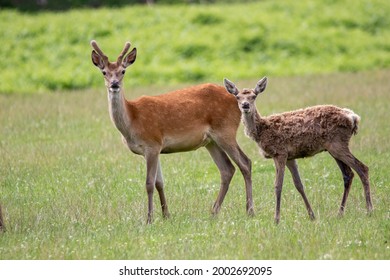 Two Deer Looking Startled And Surprised