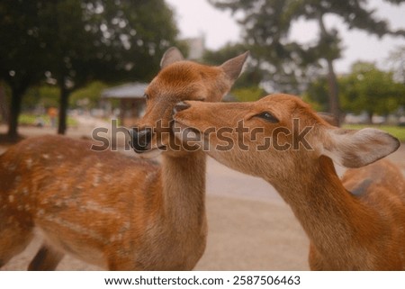 Two deer playing in Nara