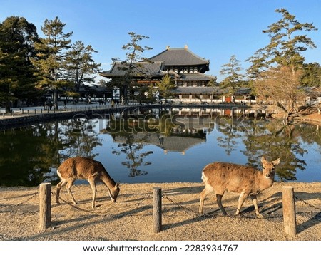 Two deer are relaxing in front of the lake of Nara Park at Todaiji Temple, Nara, Japan
