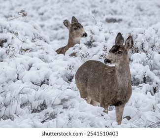 Two deer stand side by side in a snowy winter landscape