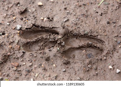 two deer tracks in mud