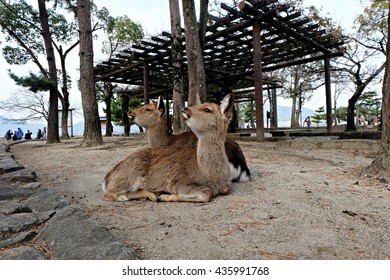 two deers
