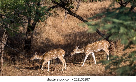 Two Deers In Gir Forest In Gujarat, India