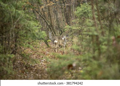 Two deers standing in autumn woods looking at the camera.
