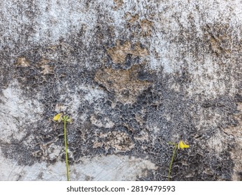 Two delicate, thin stems and small yellow flowers against a wall with black lichen
