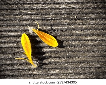 Two delicate yellow flower petals rest on a textured wooden surface, catching the sunlight. The contrast between the bright petals and rough wood highlights nature’s beauty in simplicity. - Powered by Shutterstock