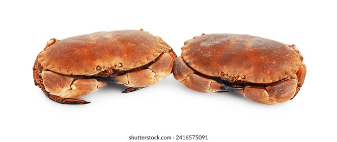 Two delicious boiled crabs isolated on white