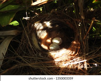 Two desert lark eggs in nest on ground in meadow