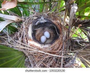 Two desert lark eggs in nest on ground in meadow