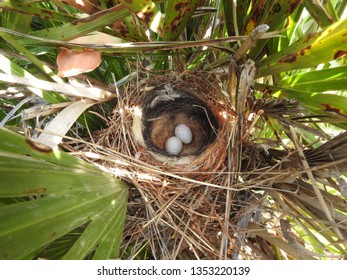 Two desert lark eggs in nest on ground in meadow
