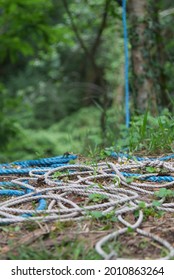 Two different coloured ropes laying tangled on the floor, tied to a tree in the distance.