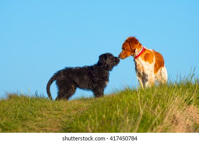 Two Different Dogs Sniffing In A Meadow