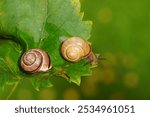 Two different grove snails, brown-lipped snails (Cepaea nemoralis) without and with dark bands. On a grape leaf. Family Helicidae. Dutch garden, autumn, October                               