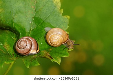 Two different grove snails, brown-lipped snails (Cepaea nemoralis) without and with dark bands. On a grape leaf. Family Helicidae. Dutch garden, autumn, October                                - Powered by Shutterstock