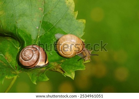 Similar – Image, Stock Photo Snail on a green leaf with snail droppings. Cepaea nemoralis. Grove snail or brown lipped snail without dark banding, close up.