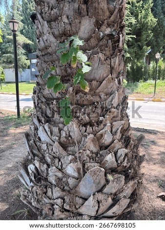 Two different invading trees on the trunk of the palm tree