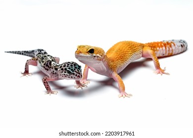 Two different morph types of leopard gecko isolated on white background, reptile with beautiful skin, eublepharis macularius, animals close up