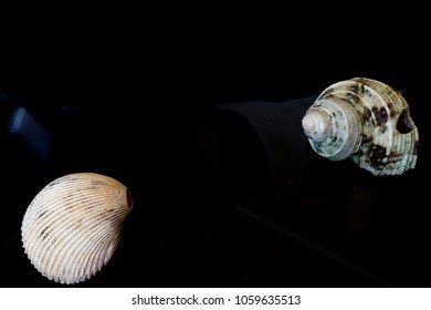 11 Vole shells Images, Stock Photos & Vectors | Shutterstock