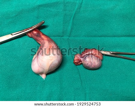Two different size of the dog testis.