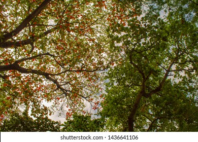 Two Different Tree Of Different Breeds Joined Together, Taken At University Of Lagos 