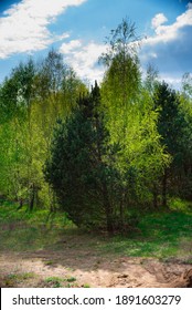 Two Different Trees Grow Very Close To Each Other Beautiful Nature