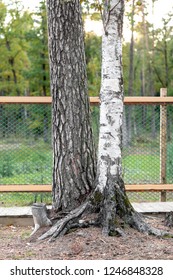 two different trees with the same roots grow together