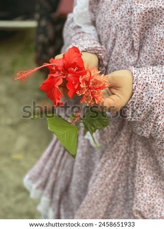 Two different typers of Hibiscus