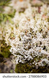 Two different types of white fruticose lichens growing on a rock