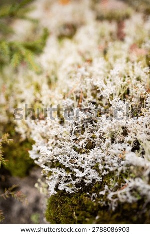 Two different types of white fruticose lichens growing on a rock