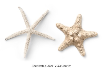 two different types of white starfish isolated over a white background, ocean, sea, beach, summer vacation design element, flat lay, top view with subtle shadows