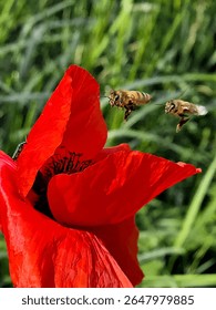 Two diligent bees in mid-flight, approaching a vivid red poppy, a symbol of nature's busy ecosystem. Pollination in action. 