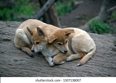 The Two Dingo Puppies Are Cuddling Up