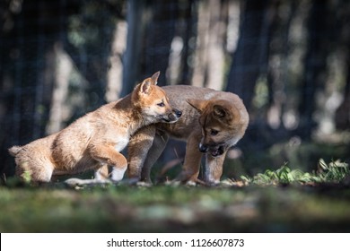 Two Dingo Puppies At Play 