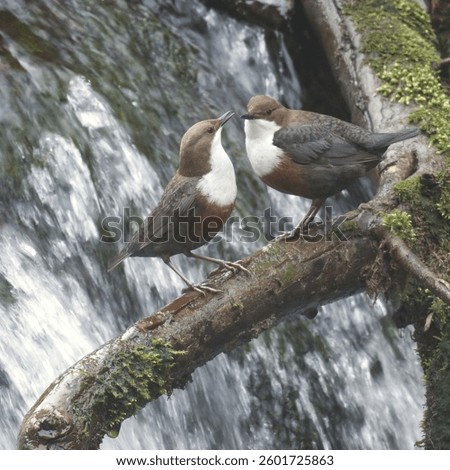 Two dippers (Cinclus cinclus) are standing on a mossy branch. The water of the waterfall cascades down behind them.