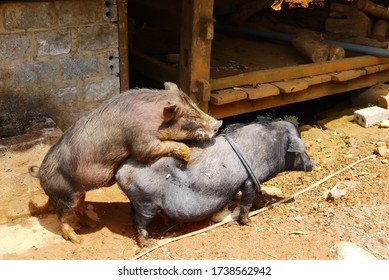 Two dirty pigs mating in outdoor farm, breeding pigs.