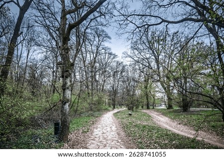 Two diverging footpaths meet under leafless oak trees in Kosutnjak Forest Park, Belgrade. One paved with stone, the other bare earth, the trails wind through early-spring undergrowth beneath open sky
