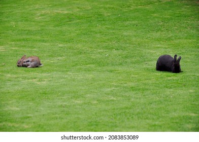 Two Divided Rabbits Looking Opposite Directions