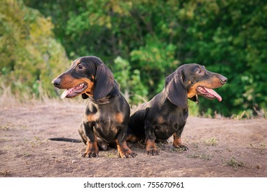 two dog breeds dachshund, black and tan, stand their tongue out (smiling) against background of green trees in the park in summer