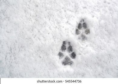 Two Dog Footprints In The Snow